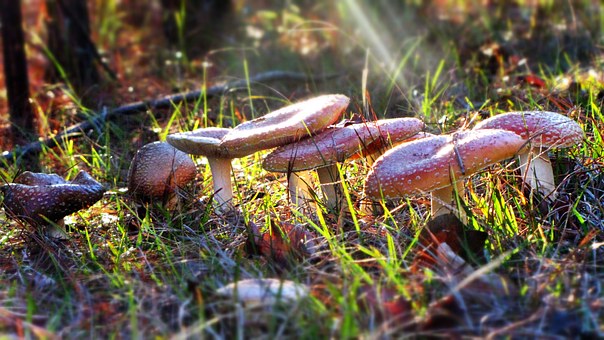 Toxic Mushrooms in New Jersey