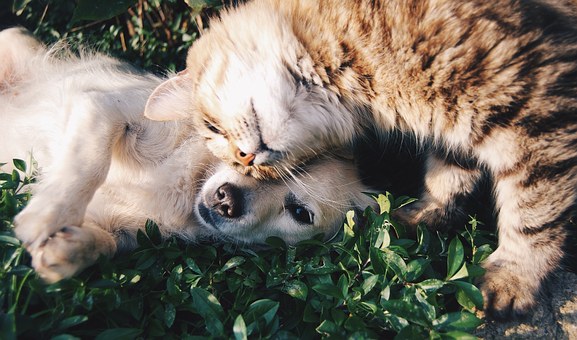 Pet Vaccination Reminder