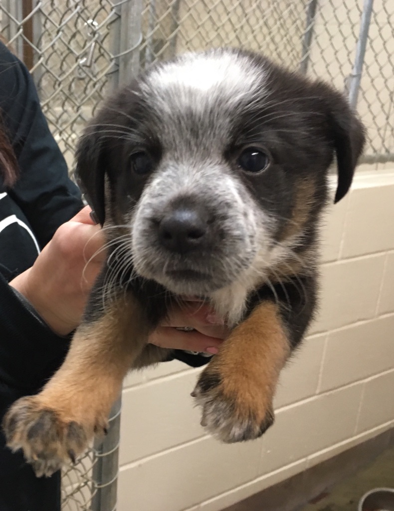 Shelter Puppies