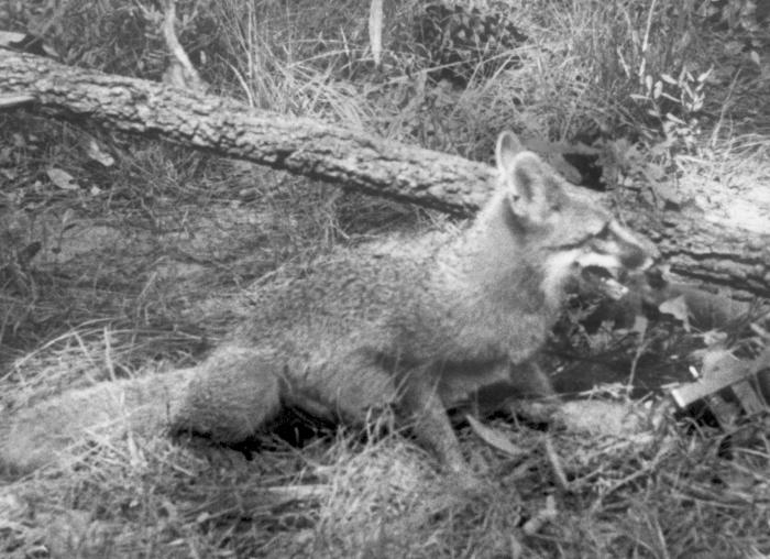 FOX TESTS POSITIVE FOR RABIES IN JACKSON