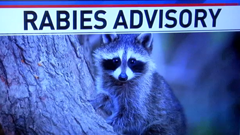 TWO MORE RACCOONS POSITIVE FOR RABIES IN POINT PLEASANT BOROUGH