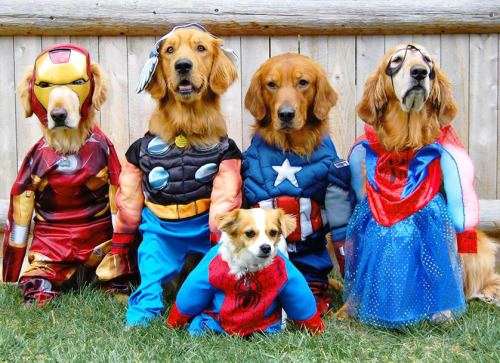 THE 13TH ANNUAL FALL FURFEST AND PET HALLOWEEN PARADE  SET FOR OCTOBER 23, 2021 AT MANAHAWKIN FACILITY