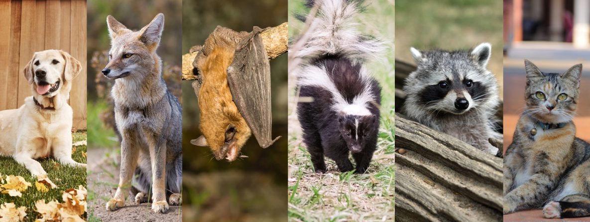 ENJOY THE HOLIDAY WEEKEND OUTDOORS BUT BE VIGILANT OF UNWANTED WILDLIFE ENCOUNTERS
