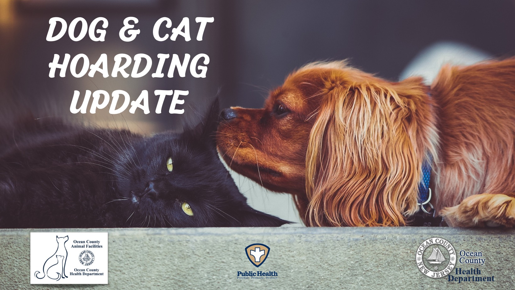 BRICK HOARDING CASE ANIMALS BEING PREPARED FOR ADOPTION AT OCEAN COUNTY ANIMAL FACILITIES!