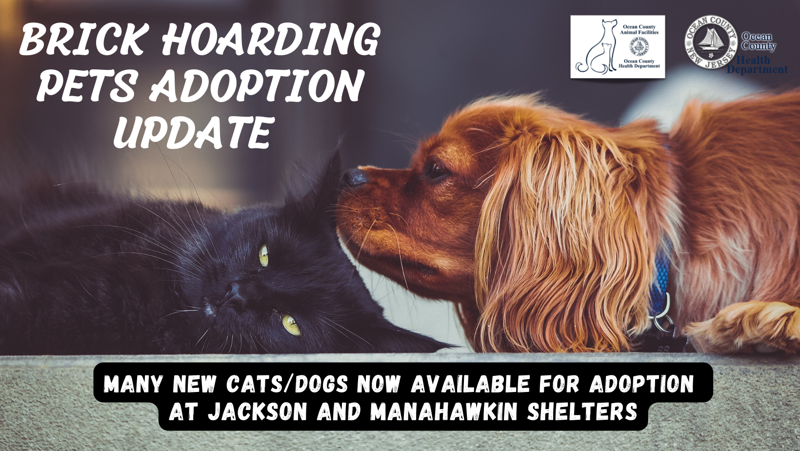 NEW CATS AND DOGS NOW AVAILABLE FOR ADOPTION AT THE JACKSON & MANAHAWKIN SHELTERS.