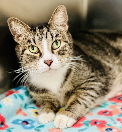 MORE BEAUTIFUL CATS & KITTENS NOW AVAILABLE FOR ADOPTION