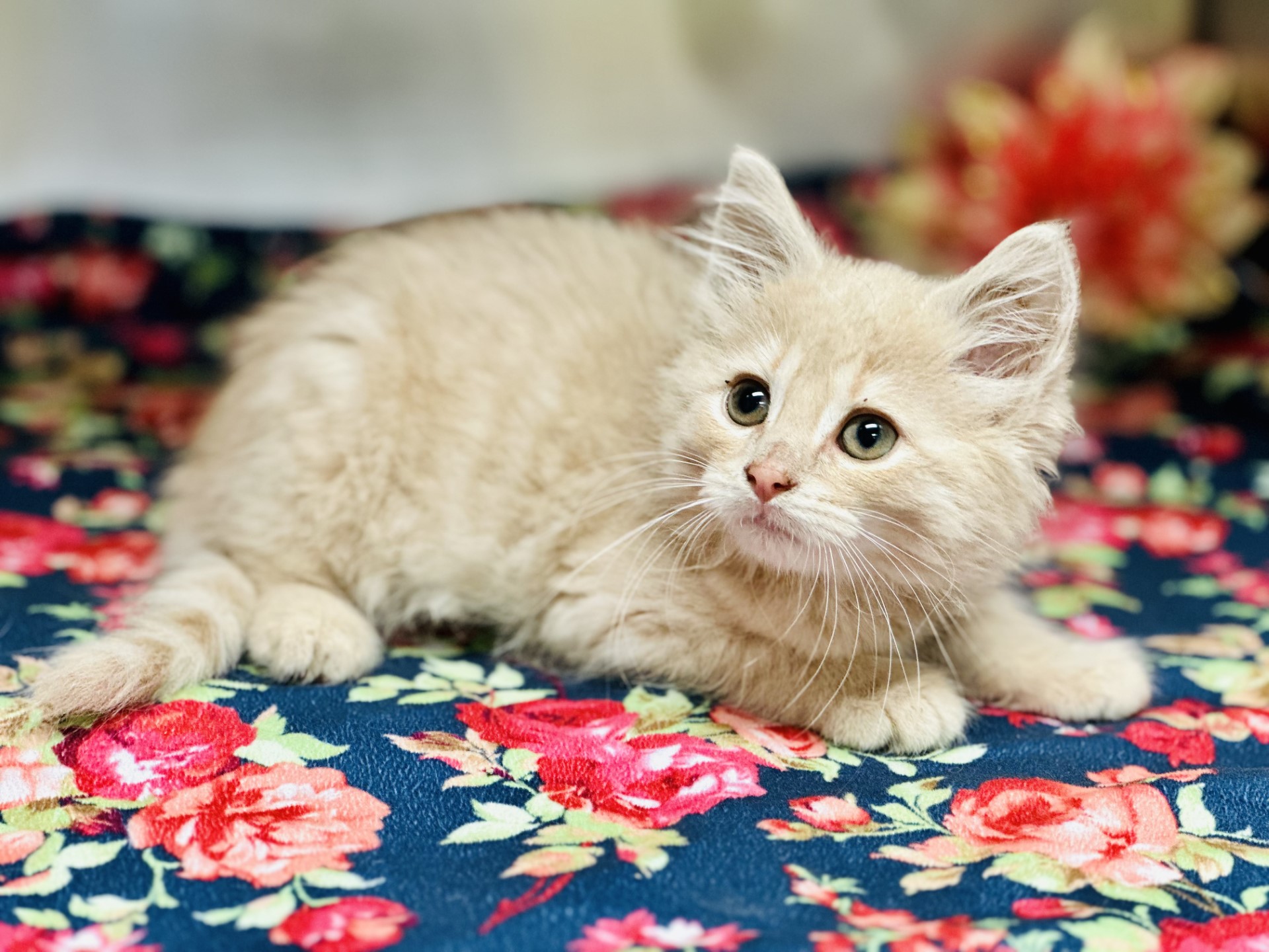 KITTENS AND CATS ARE AVAILABLE FOR ADOPTION!