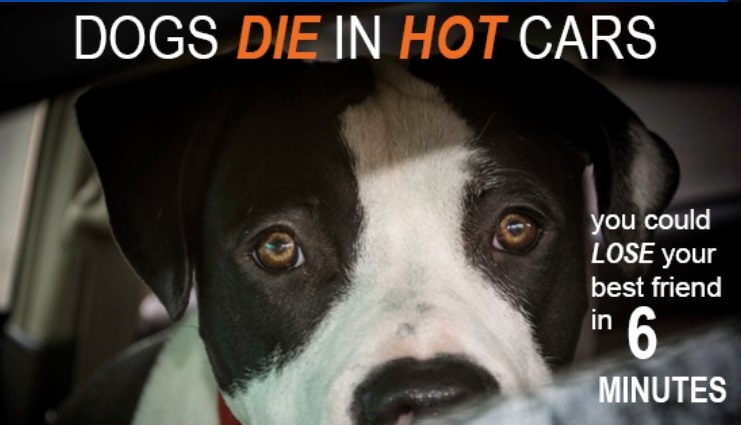 Dogs Die in Hot Cars