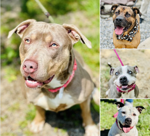 DECEMBER 2 IS NATIONAL MUTT DAY!