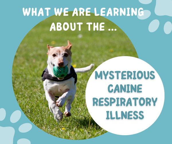 MYSTERIOUS CANINE RESPIRATORY ILLNESS