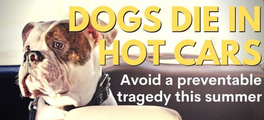 OCHD REMINDS PET OWNERS DOGS DIE IN HOT CARS!