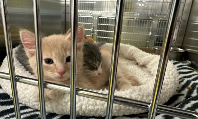 KITTENS, KITTENS & MORE KITTENS!!
