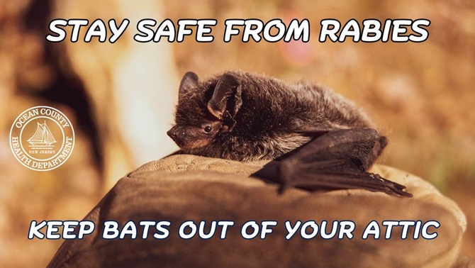 STAY SAFE FROM RABIES!